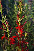 LOBELIA CARDINALIS