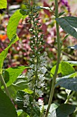 CLETHRA ALNIFOLIA PANICULATA