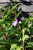 ROSCOEA PURPUREA PEACOCK EYE