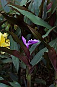 ROSCOEA PURPUREA BROWN PEACOCK