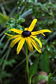 RUDBECKIA FULGIDA CITY GARDEN