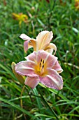 HEMEROCALLIS PRINCETON SILKY