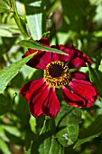 HELENIUM RUBINZWERG