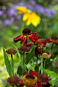 HELENIUM RUBINZWERG