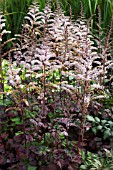 ASTILBE BEAUTY OF ERNST