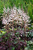 ASTILBE BEAUTY OF ERNST