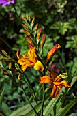 CROCOSMIA ZAMBESI