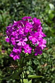 PHLOX PANICULATA ROBERT POORE