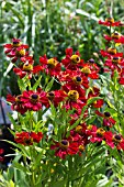 HELENIUM RUBINZWERG