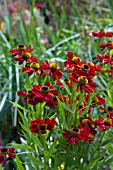 HELENIUM RUBINZWERG