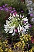 AGAPANTHUS POLAR ICE