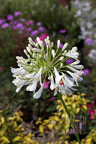 AGAPANTHUS_POLAR_ICE