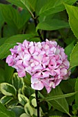 HYDRANGEA MACROPHYLLA NIGRA