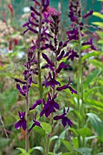 LOBELIA X SPECIOSA HADSPEN PURPLE