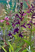 LOBELIA X SPECIOSA HADSPEN PURPLE