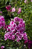 PHLOX PANICULATA MISS PEPPER