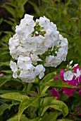 PHLOX PANICULATA REMBRANDT