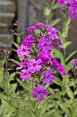 PHLOX PANICULATA ROBERT POORE