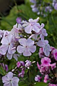 PHLOX PANICULATA UTOPIA