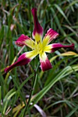 HEMEROCALLIS LOBO LUCY