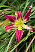 HEMEROCALLIS STOPLIGHT