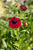 HELENIUM RED JEWEL