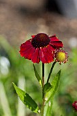 HELENIUM RED JEWEL