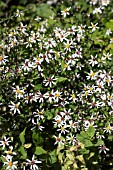 ASTER DIVARICATUS