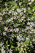 ASTER DIVARICATUS