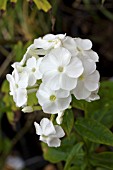 PHLOX PANICULATA MISS UNIVERSE