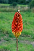 KNIPHOFIA ZULULANDIAE