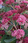 SEDUM ABBEY DORE