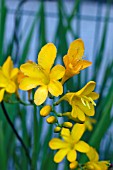 CROCOSMIA PAULS BEST YELLOW