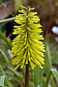 KNIPHOFIA DORSET SENTRY