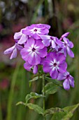 PHLOX PANICULATA DAVIDS LAVENDER