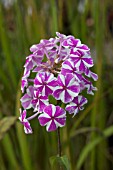 PHLOX MACULATA NATASHA