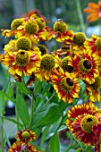 HELENIUM CAN CAN