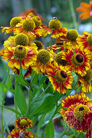 HELENIUM_CAN_CAN