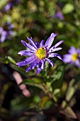 ASTER AMELLUS RUDOLPH GOETHE