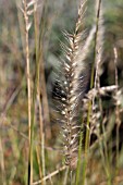 PENNISETUM FAIRY TAILS