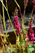 PERSICARIA AMPLEXICAULIS SUMMER DANCE