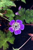 GERANIUM SWEET HEIDY