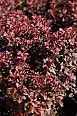 BERBERIS THUNBERGII ADMIRATION