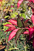 EUONYMUS EUROPAEUS RED CASCADE