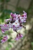 DAPHNE BHLOUA JACQUELINE POSTILL