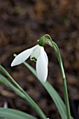 GALANTHUS MRS MACNAMARA