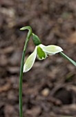 GALANTHUS ROSEMARY BURNHAM