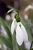 GALANTHUS KITE