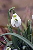 GALANTHUS HEFFALUMP