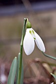 GALANTHUS HOMERSFIELD